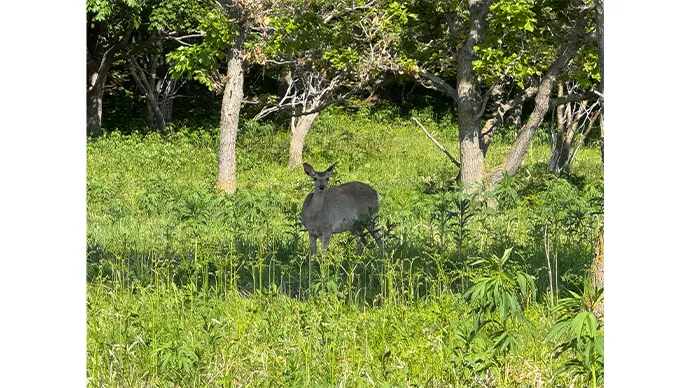 パチリと目が合った瞬間。動物とはきちんと距離をとってご挨拶。
