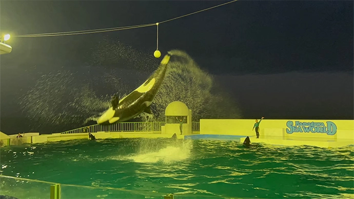 鴨川シーワールドのシャチ