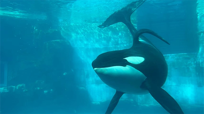 名古屋港水族館のシャチ