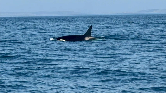知床・羅臼の野生のシャチ