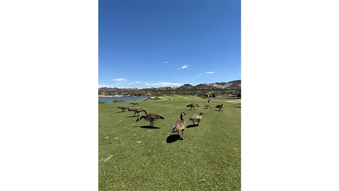 Reflection Bay Golf Club コース内