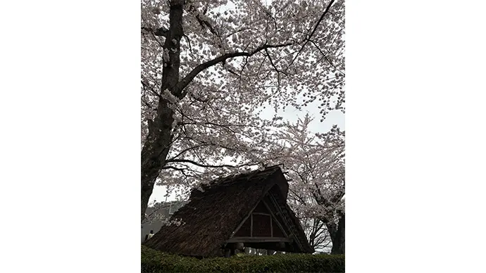 桜と茅葺屋根の素敵なコントラスト
