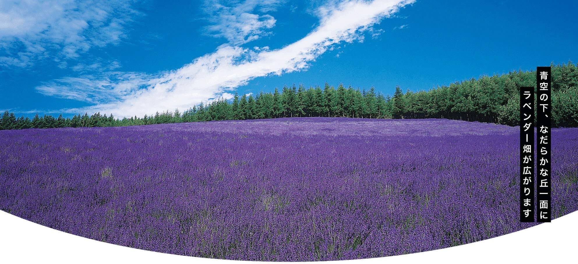 道北/ラベンダー畑 写真提供:(有)ファーム富田