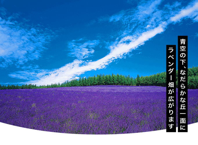 道北/ラベンダー畑 写真提供:(有)ファーム富田