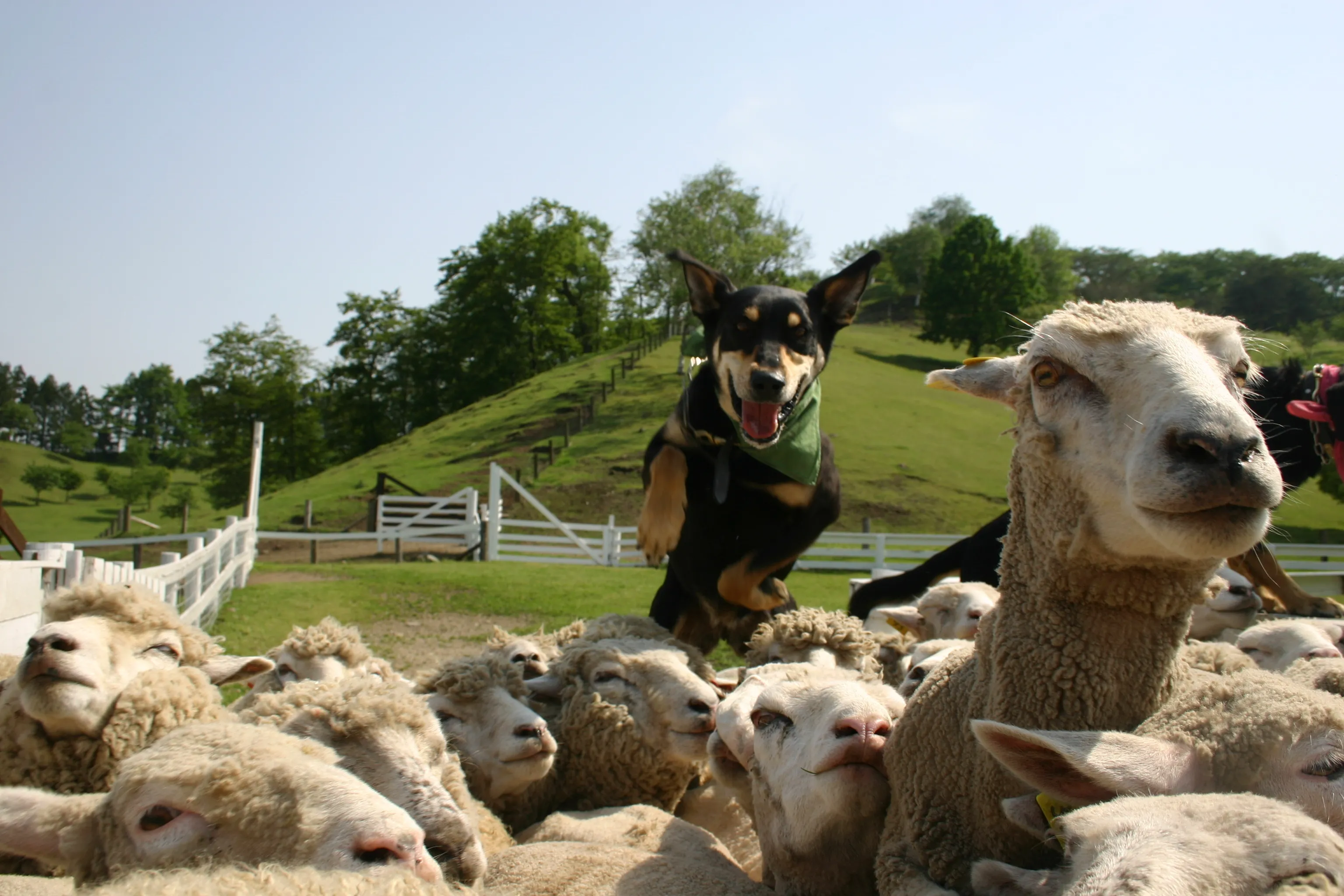 広大な敷地の牧場♪