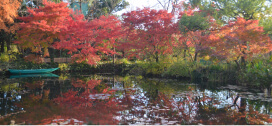 水の庭 紅葉