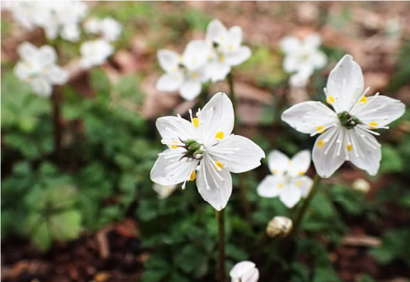 バイカオウレンの写真