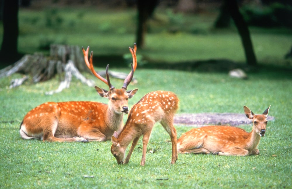 奈良　JTBの旅ノート18 奈良旅行・奈良ツアー | 旅っくす（タビックス）