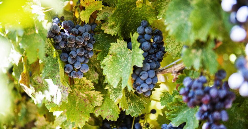 北カリフォルニアのワイナリー「ブライス・ステーション(Brice Station)」