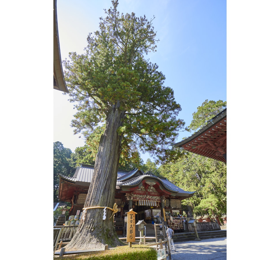 堂々とした姿が印象的な「冨士太郎杉」