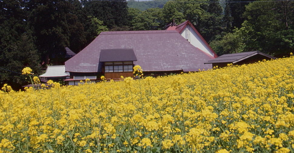 野沢菜発祥の地、健命寺