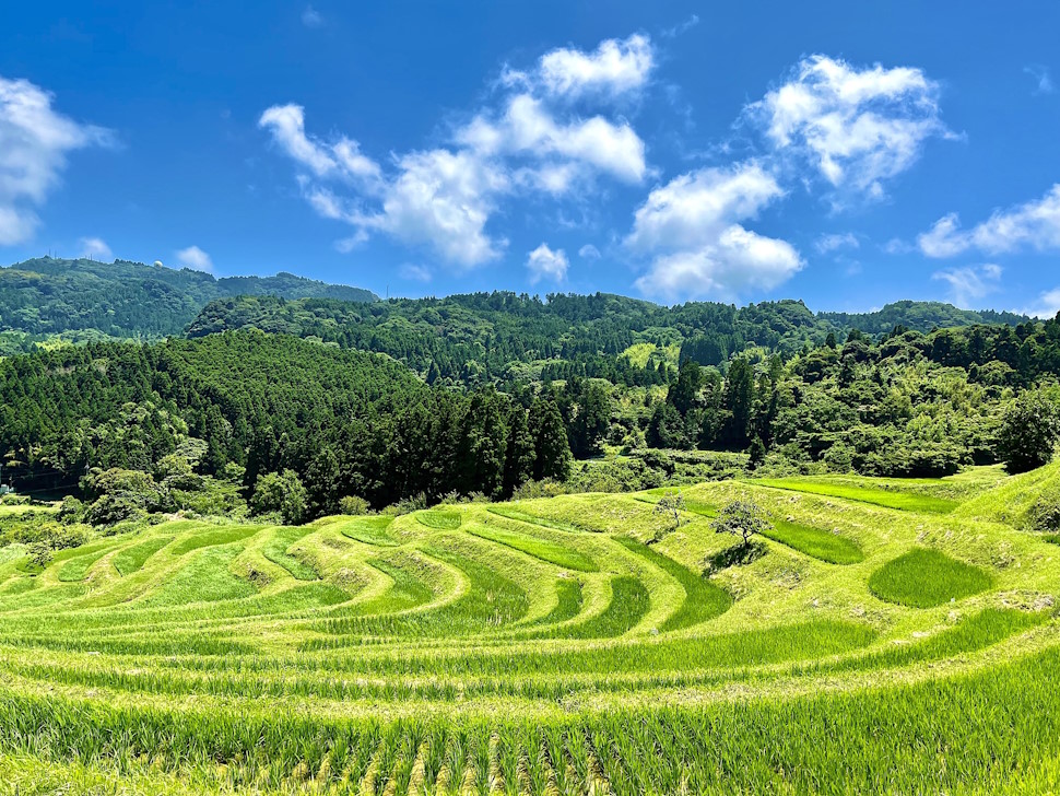 夏の「大山千枚田」