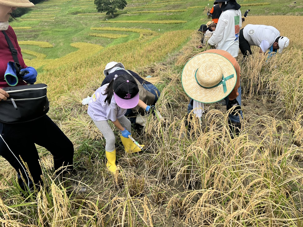 「大山千枚田保存会」稲刈りの様子