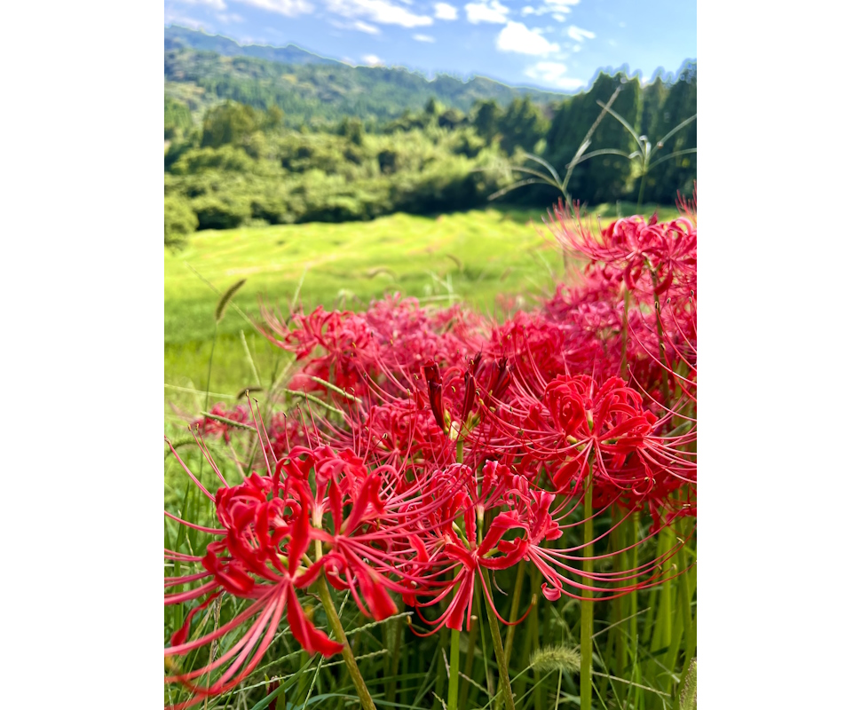 9月下旬ごろ、棚田を彩る彼岸花