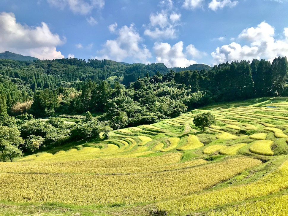 秋の「大山千枚田」