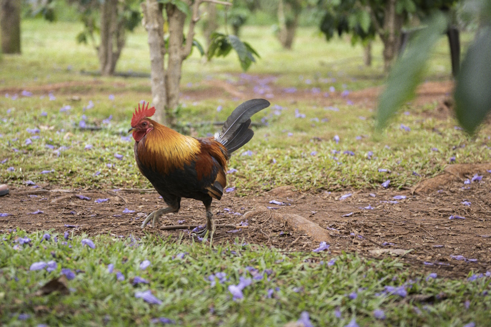 野生のニワトリ