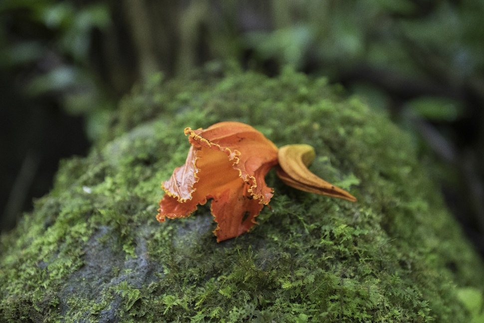 アフリカン・チューリップ