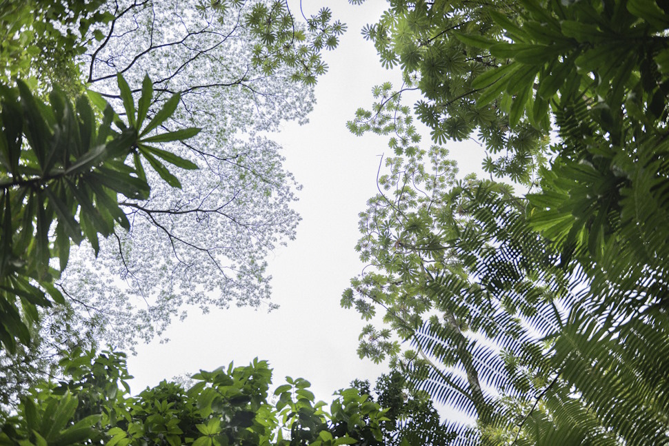 さまざまな形の葉