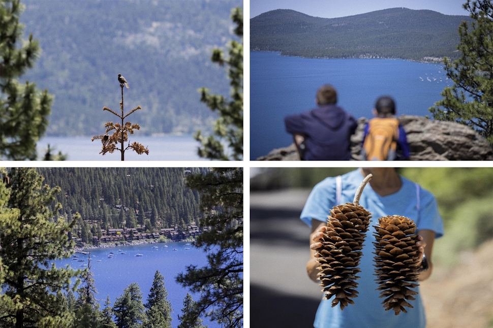 ロッジポールパイン