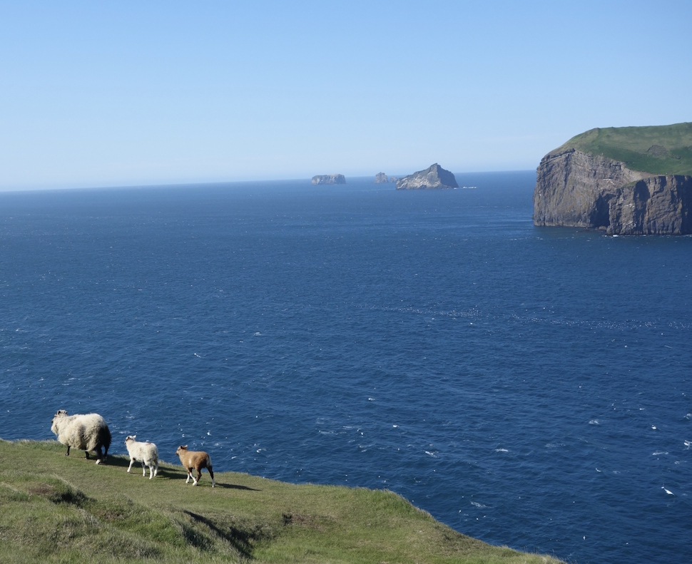 夏の放牧された羊たちは、崖や険しい道も難なく歩く