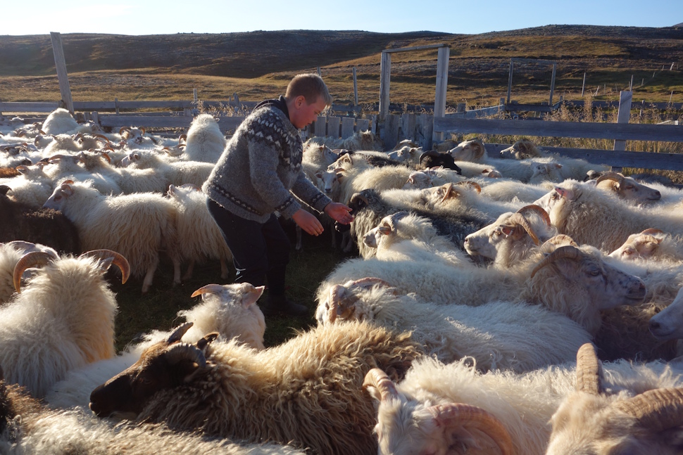 秋になると一斉に元の場所に集められる