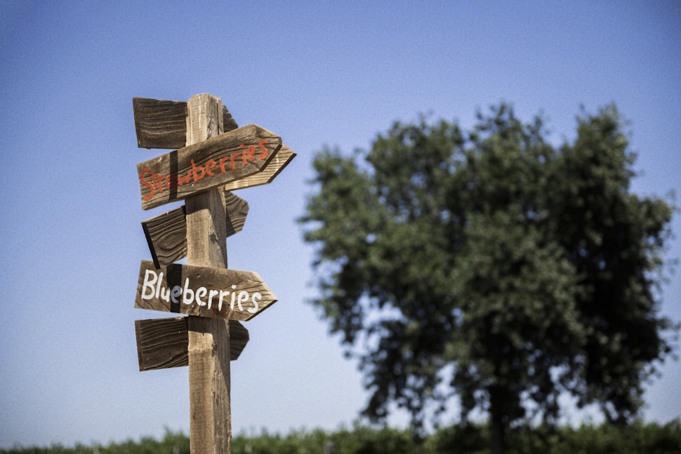 ピーチは10種類、いちごは4種類、ブルーベリーも12種類以上とフルーツ狩りの種類が豊富