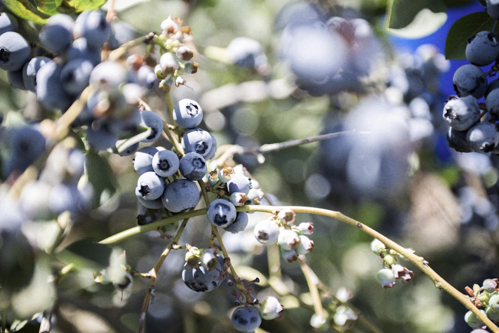 葉の間からは燦々と降り注ぐ太陽の下、すくすく育ったフルーツが顔を出している