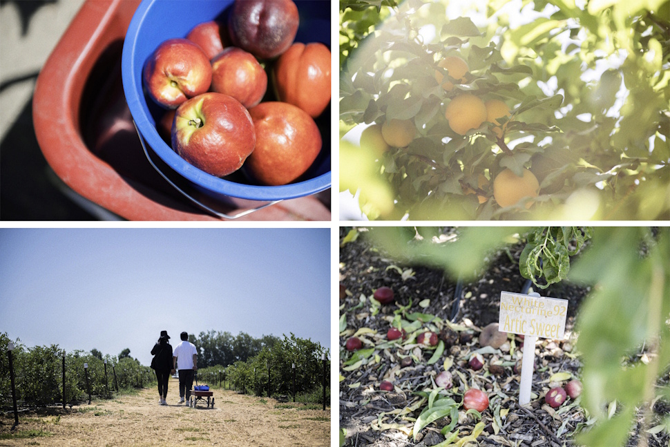 プラムとアプリコットを掛け合わせると「アプリウム」でも、配合を変えると「プルオット」や「プラムコット」に。同じ種類の掛け合わせでも比率が違えば違う果物になる