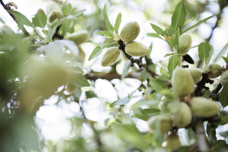 アーモンドの実。外皮がむけて落ちると、それは木の栄養素となる