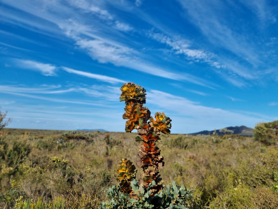 ワイルドフラワー