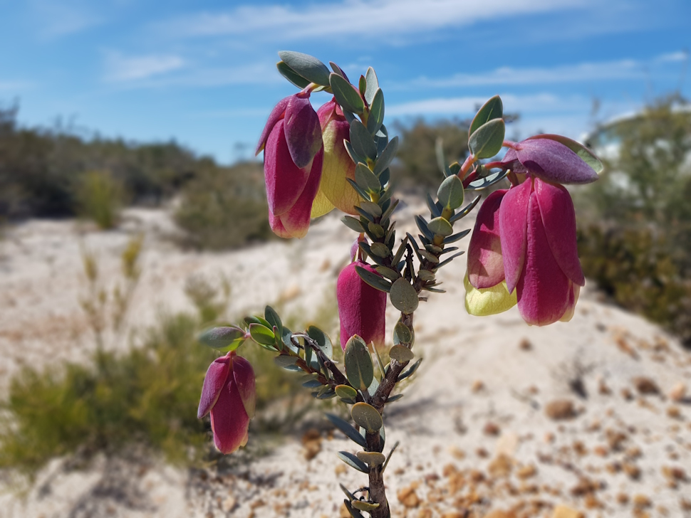 ワイルドフラワー