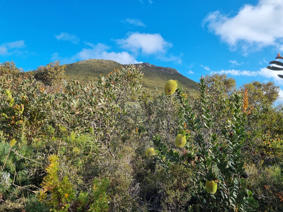 ハイキングコース