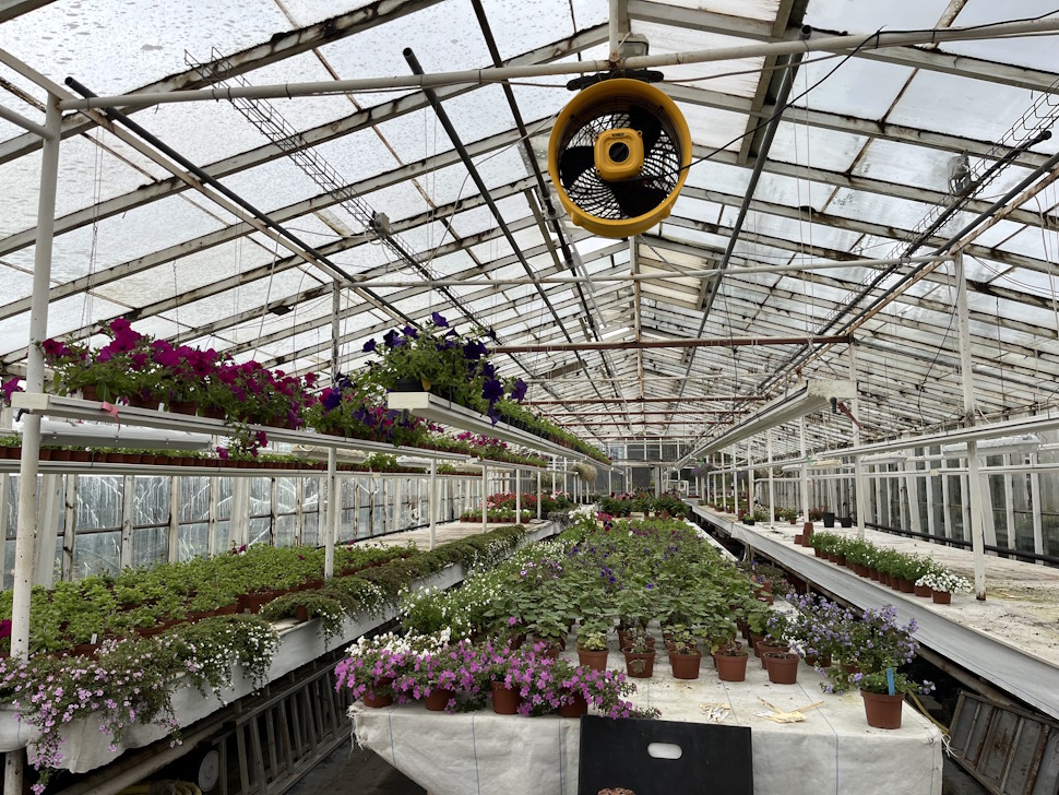 地熱エネルギーを生かした温室栽培