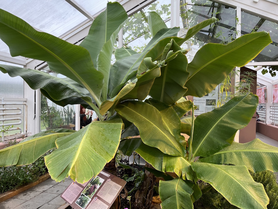 地熱公園の温室にて。バナナの実がなった時は販売はせずスタッフが食べているそう