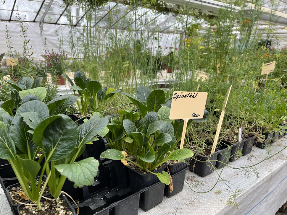 こちらのスーパーでは見かけない小松菜が販売されていた