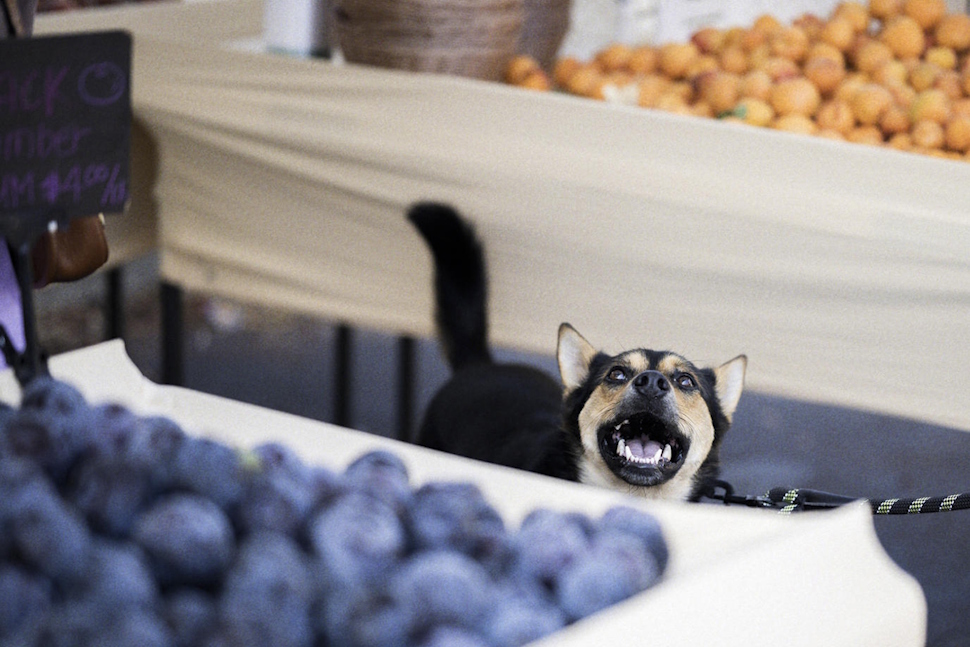 ワンちゃんも飼い主さんと一緒にマーケットを楽しんでいた