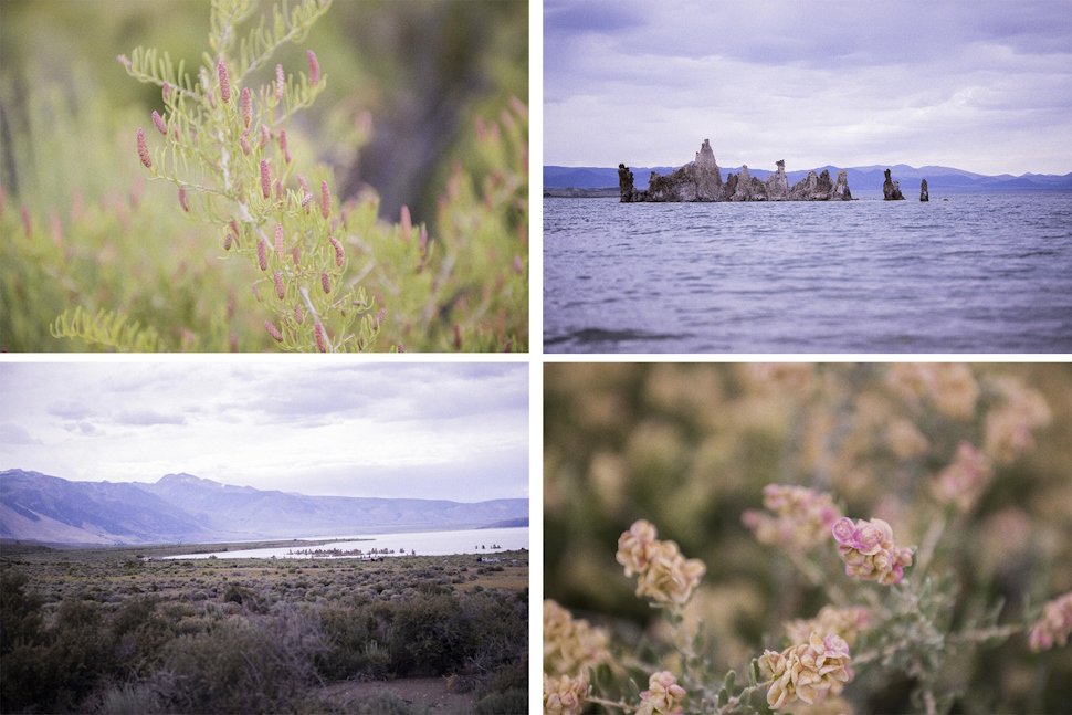 湖周辺には塩湿地に生育するアッケシソウ（左上）や、山岳地帯に見られるホップセージ（右下）が生えていた