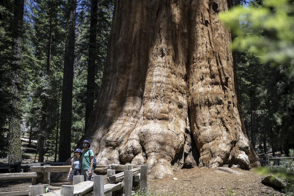樹齢およそ2200年の「シャーマン将軍の木」。現存する樹木の中で世界最大の大きさを誇る