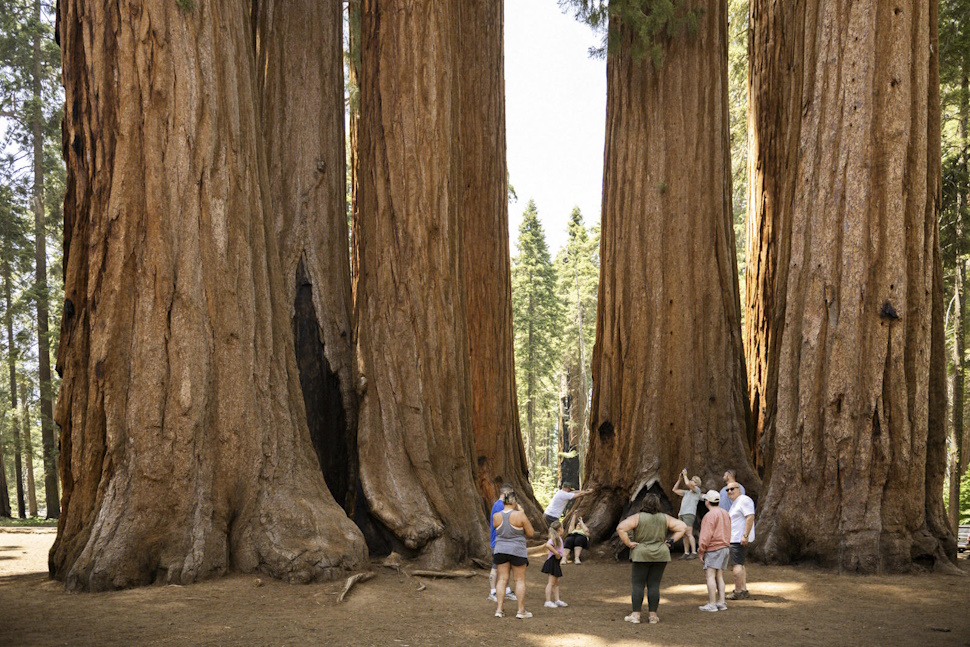 セコイアの巨木の群生と比べると人間がまるで米粒のように小さい