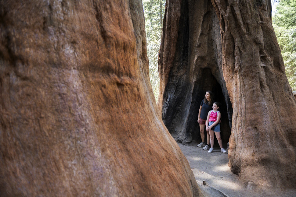 根本には人もすっぽりと入ってしまう空洞があるセコイアの木もある