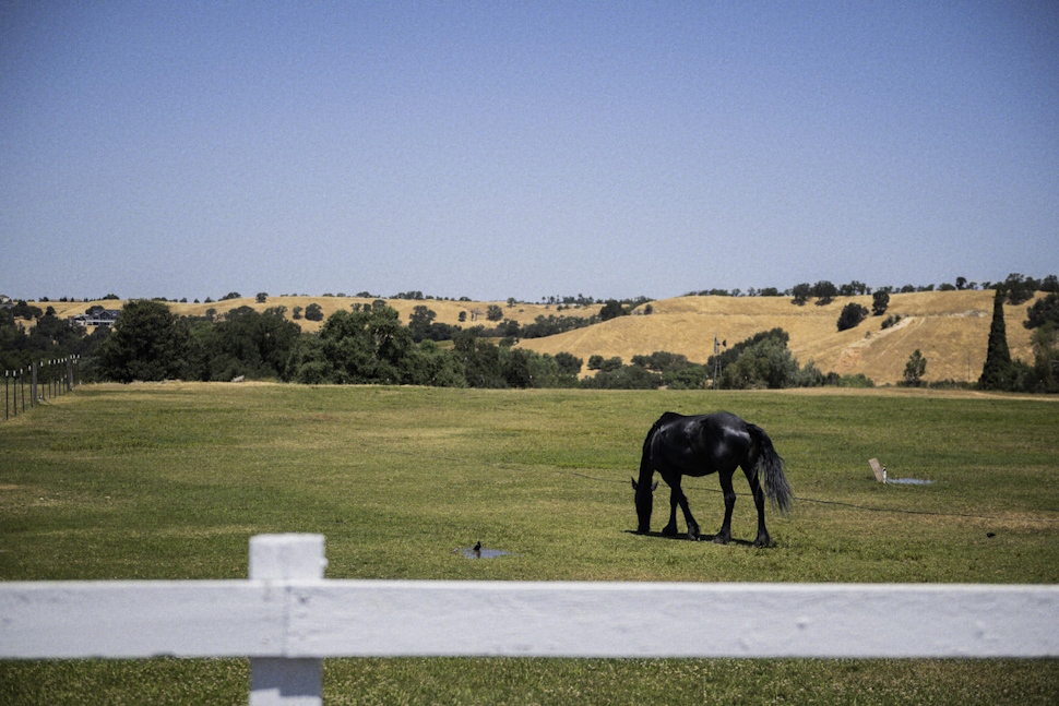 馬や牛が放牧され、アメリカの田舎ののどかな牧歌的風景も見える