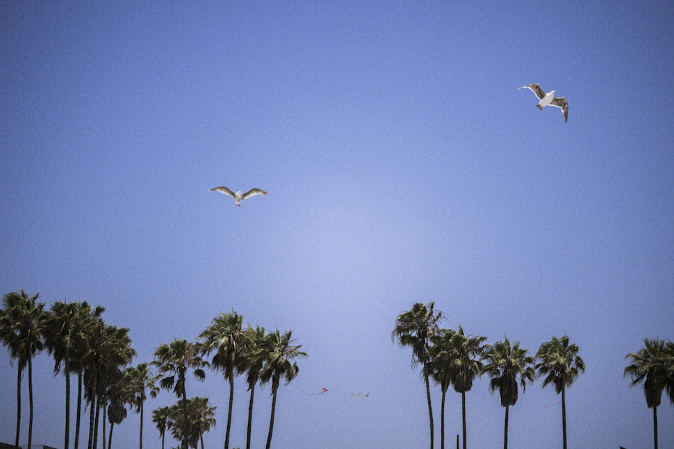 海岸沿いには、椰子の木が立ち並び、山の景色とは変わってくる