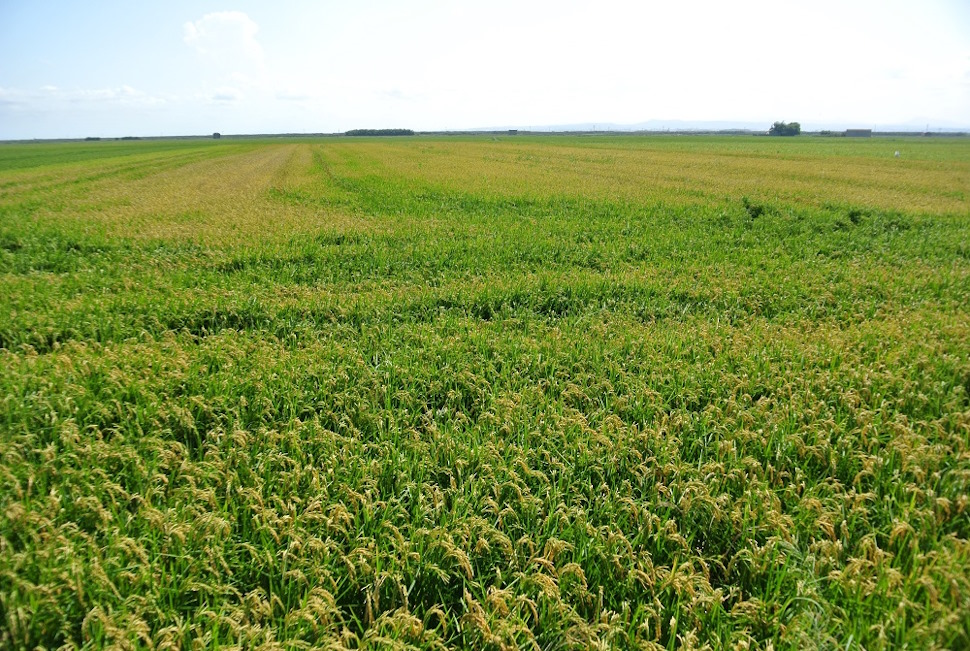 アルブフェラ湖近くの水田。バレンシアでは苗は使わず直播きする