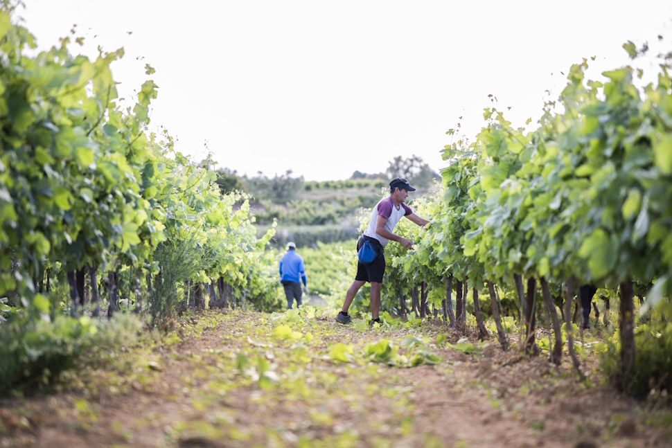 ブドウ畑で作業をする人たち
