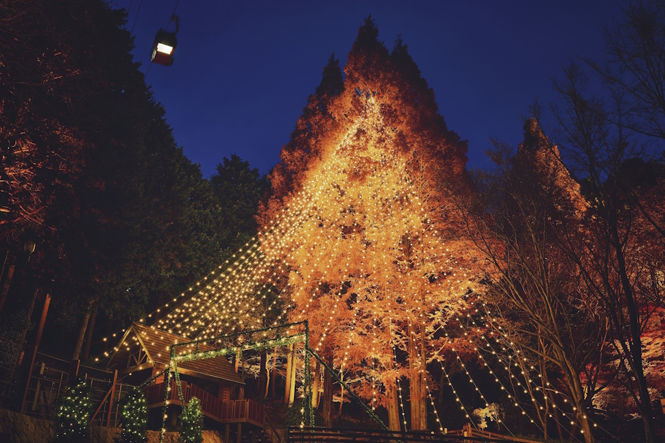 森のクリスマスツリー