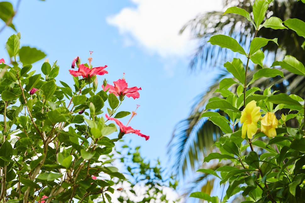 鮮やかな色のハイビスカス