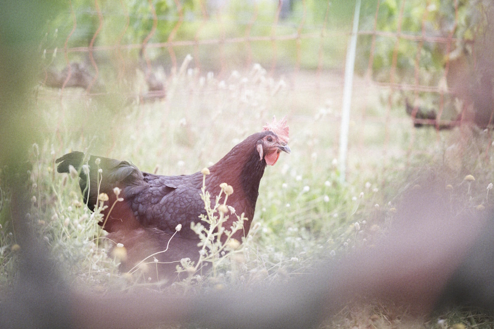 葡萄畑を駆け回る鶏たち