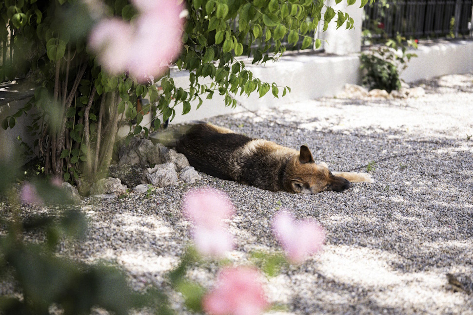 犬も日陰に身を寄せている