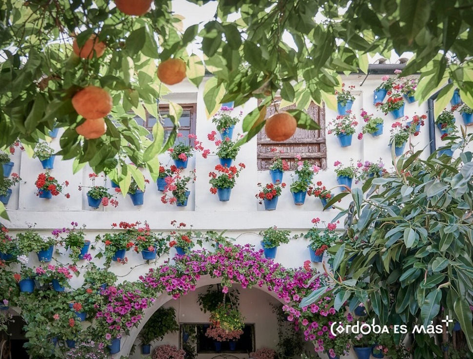 白壁に鮮やかな花がまぶしいパティオ祭り