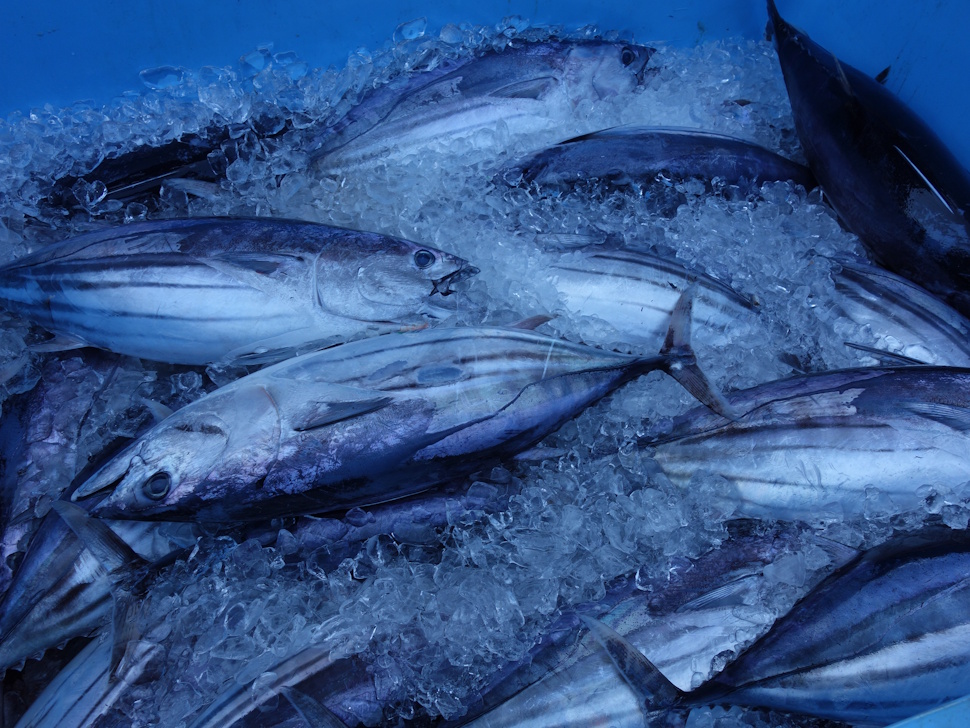 一本釣りで漁獲されたカツオ